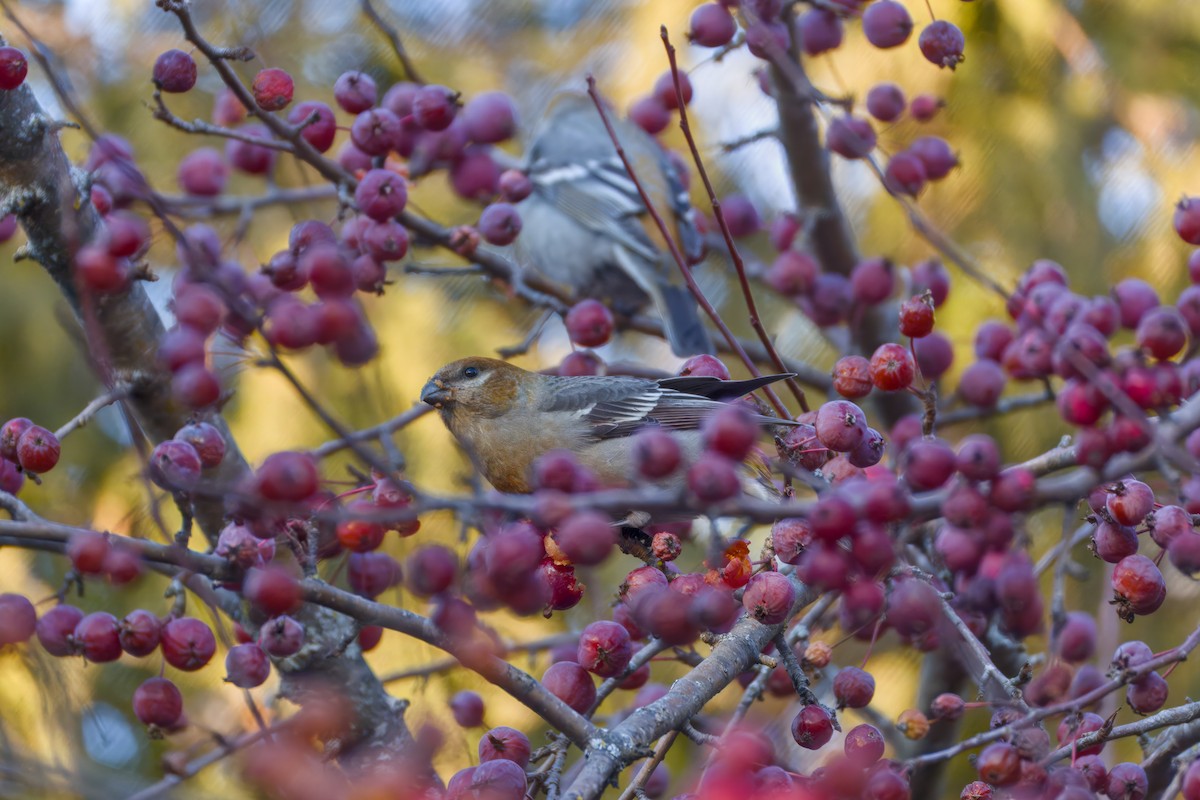 Pinu-gailupa - ML645874107