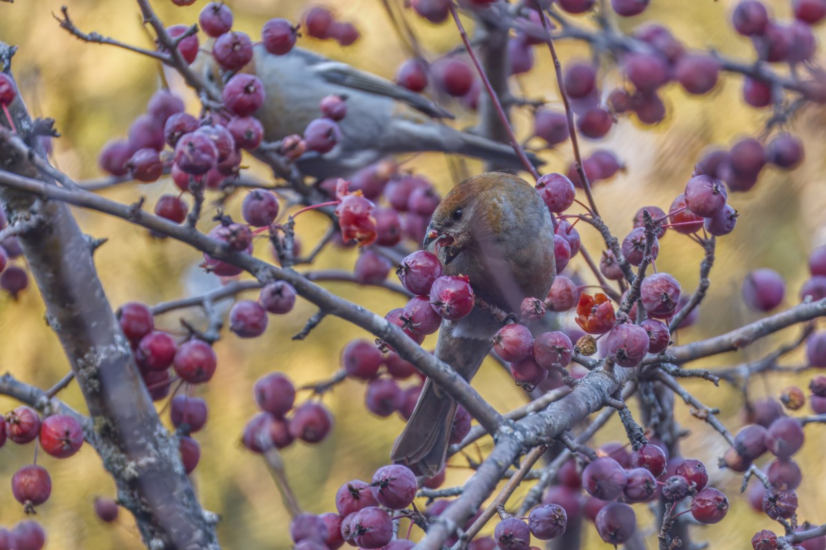 Pinu-gailupa - ML645874108