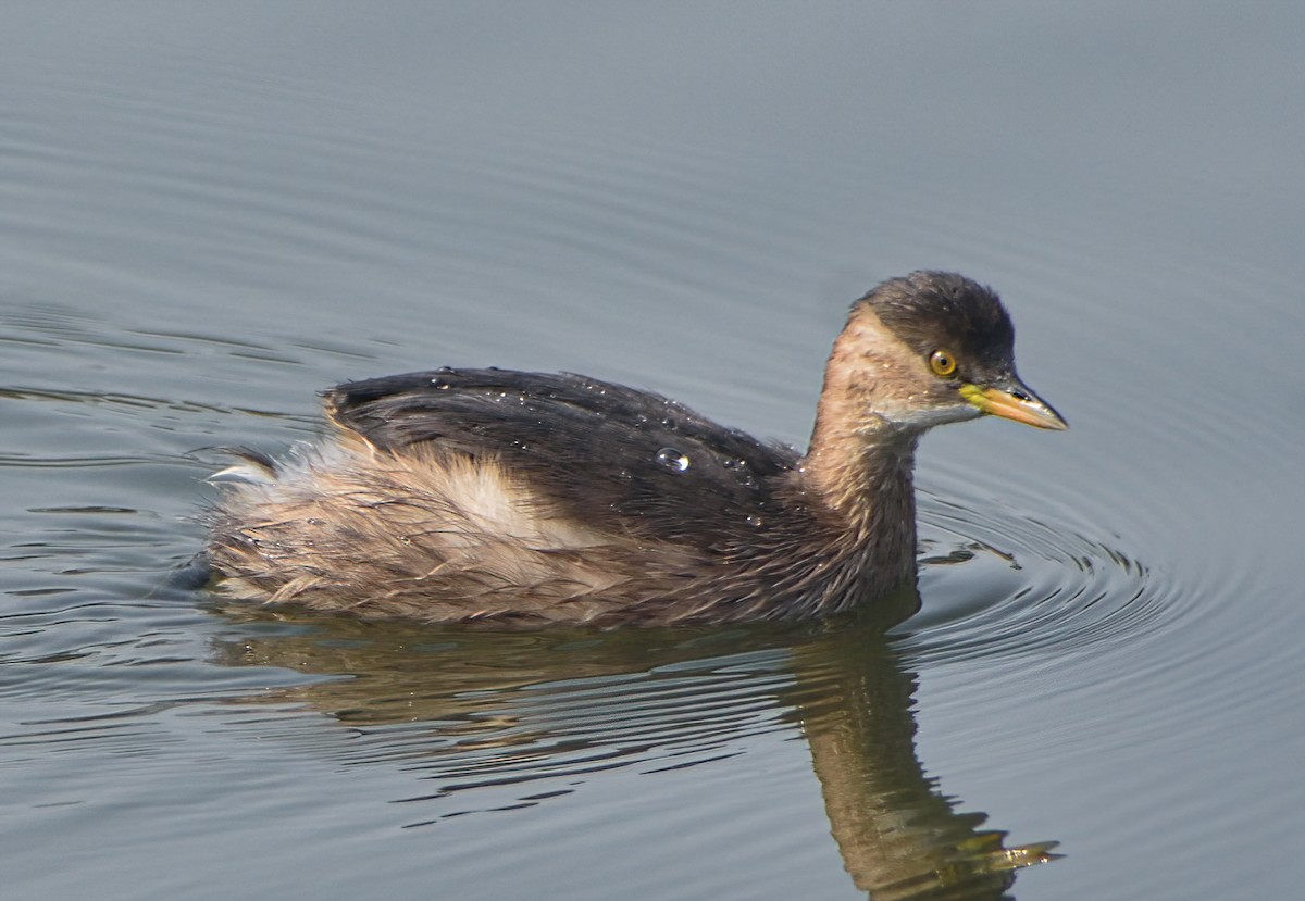 Little Grebe - ML645874115