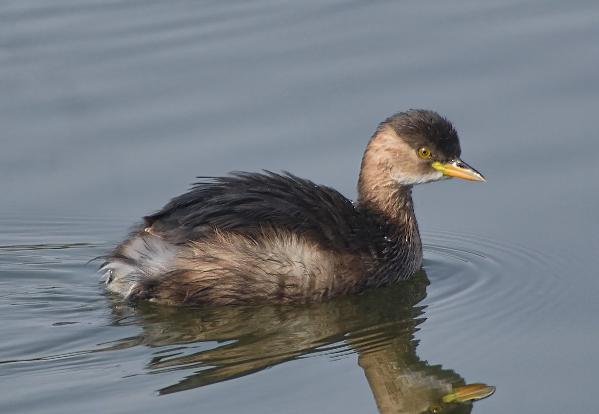 Little Grebe - ML645874116