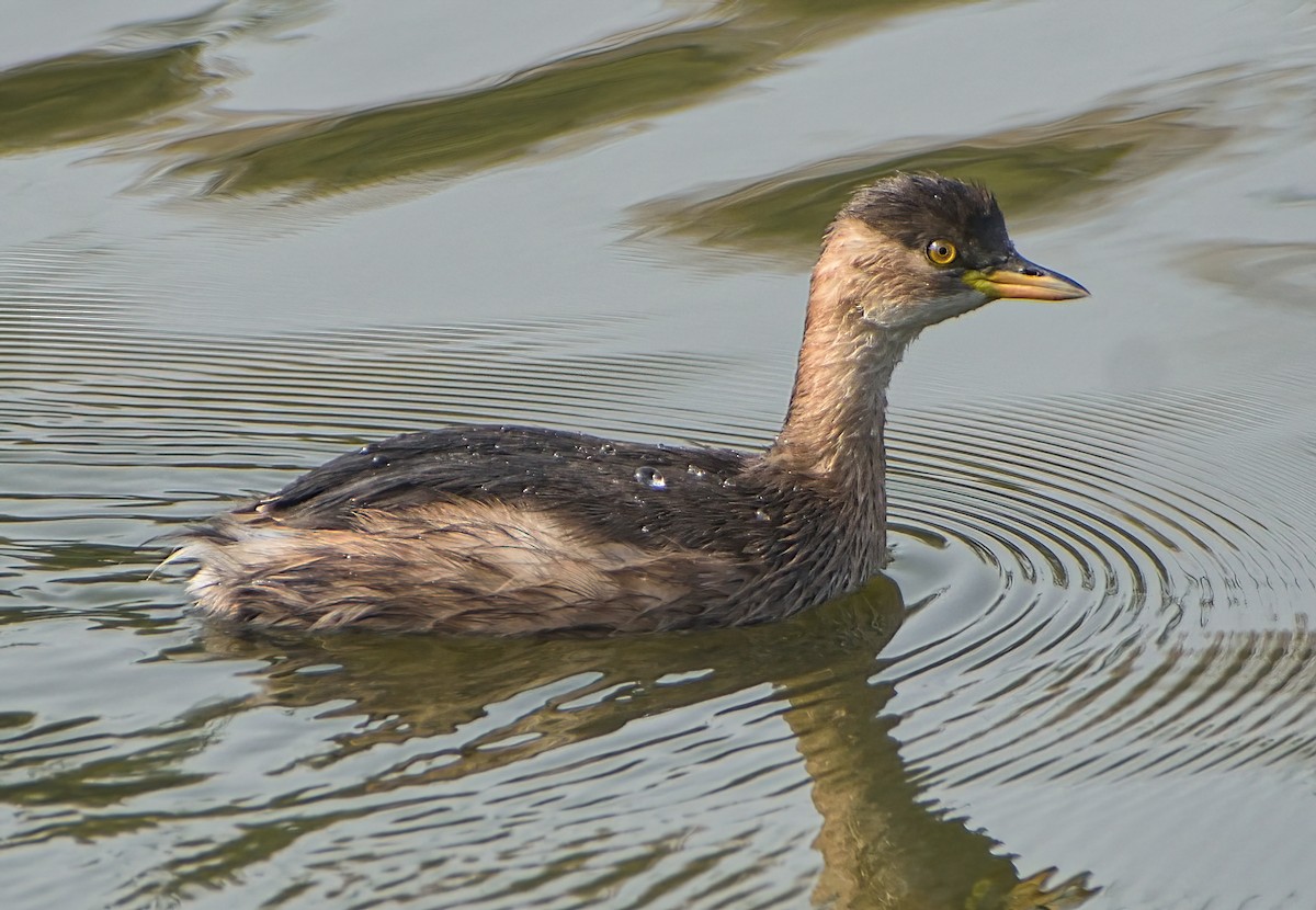 Little Grebe - ML645874117