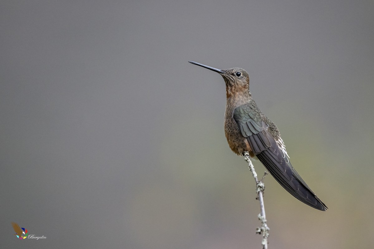 Giant Hummingbird - ML645874127