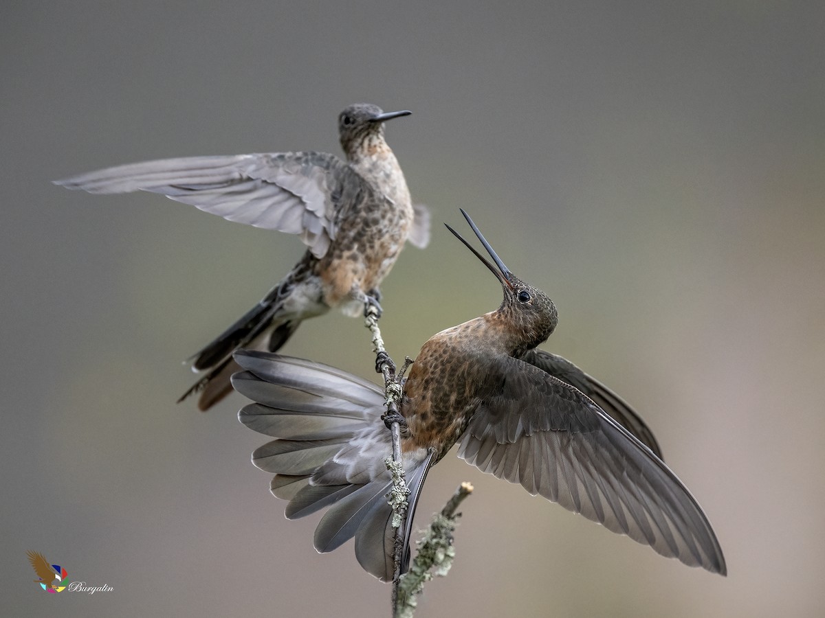 Giant Hummingbird - ML645874128