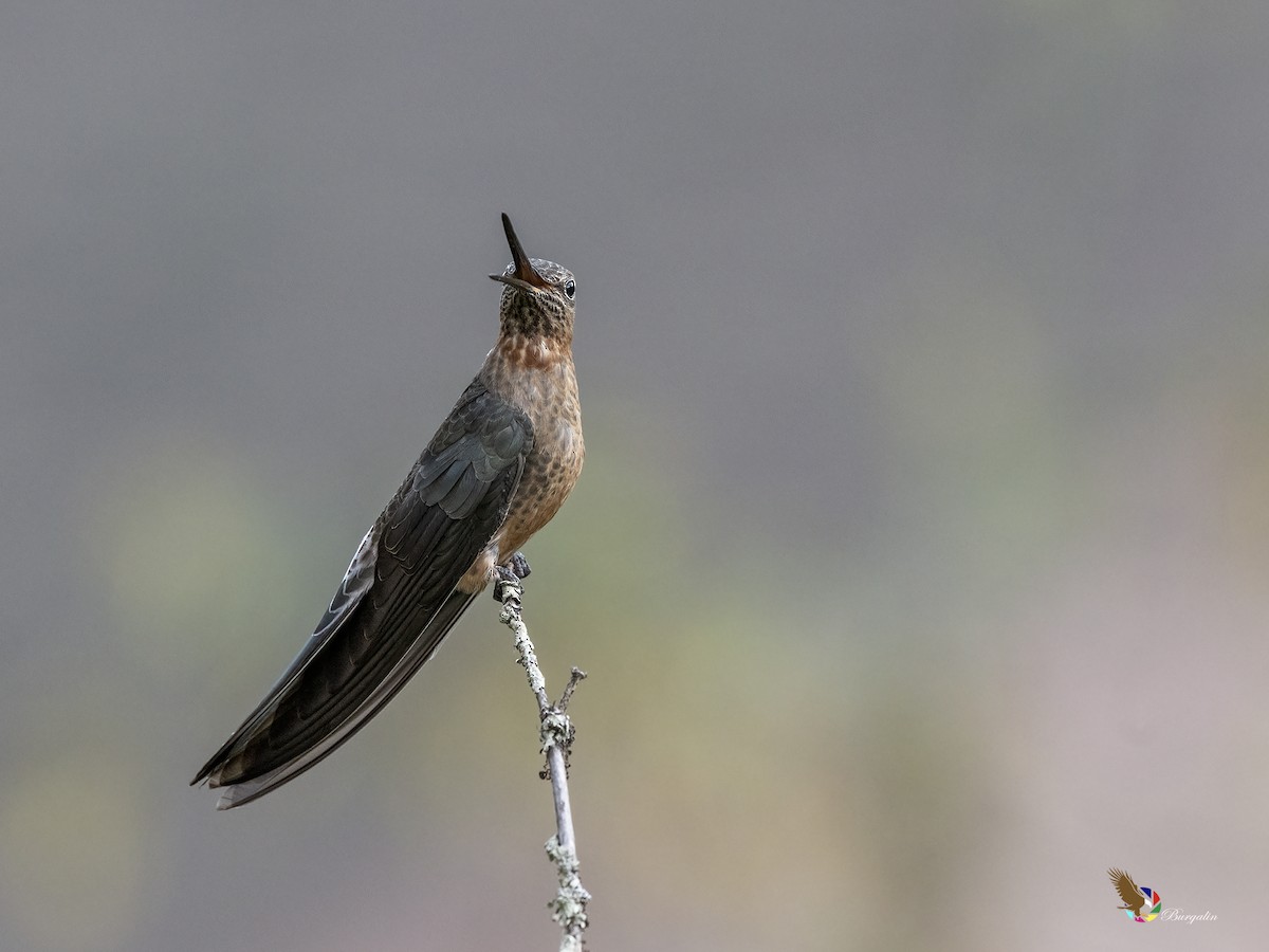 Giant Hummingbird - ML645874129