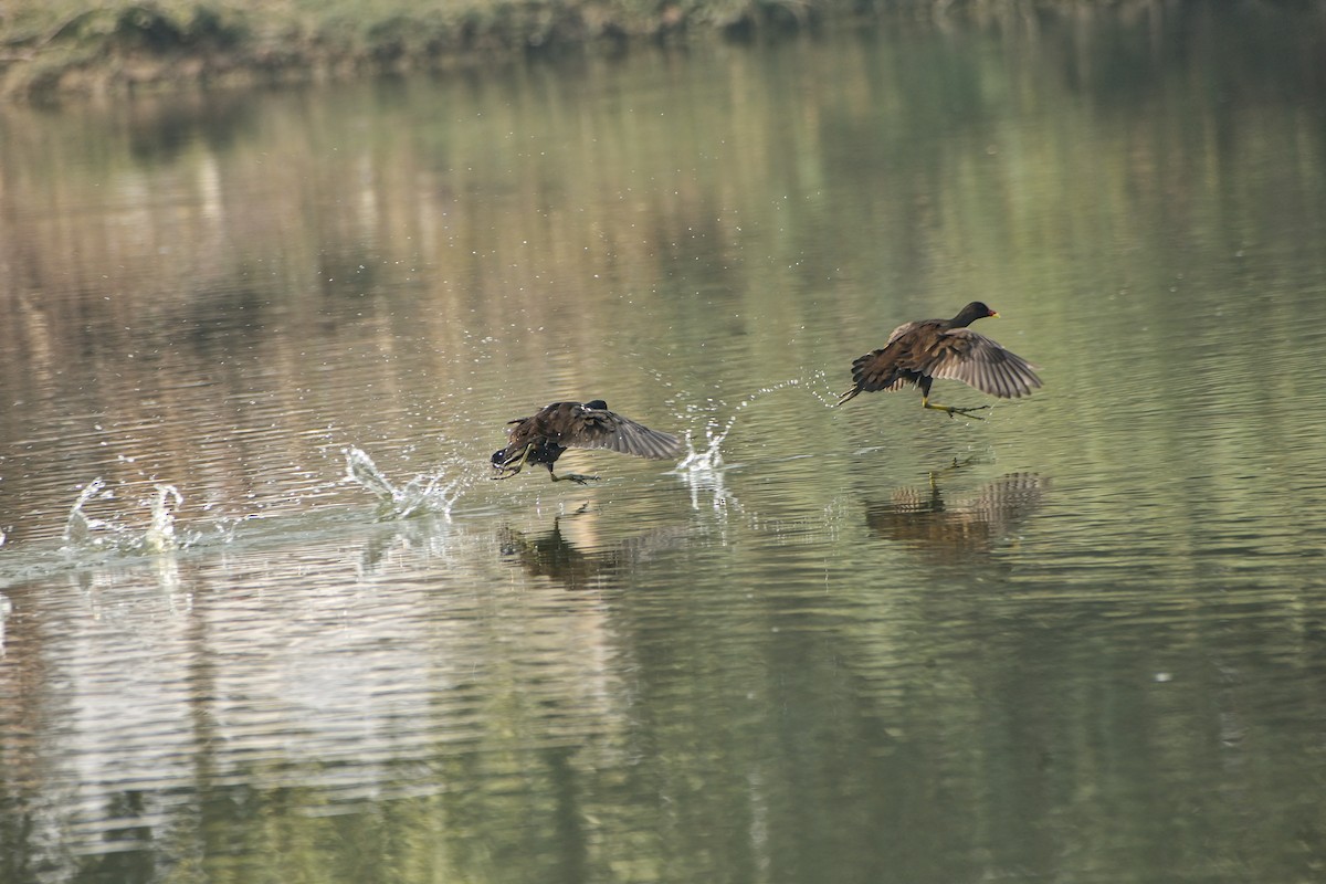 Eurasian Moorhen - ML645874131