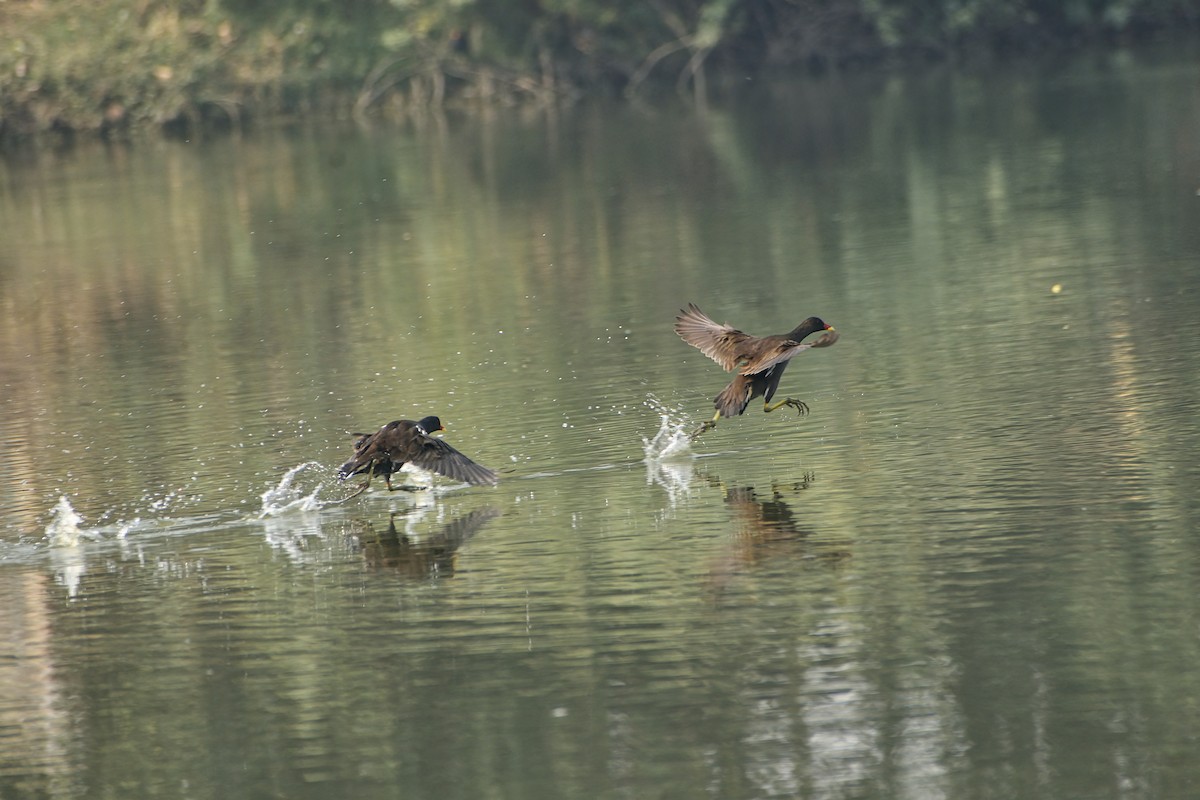 Eurasian Moorhen - ML645874133