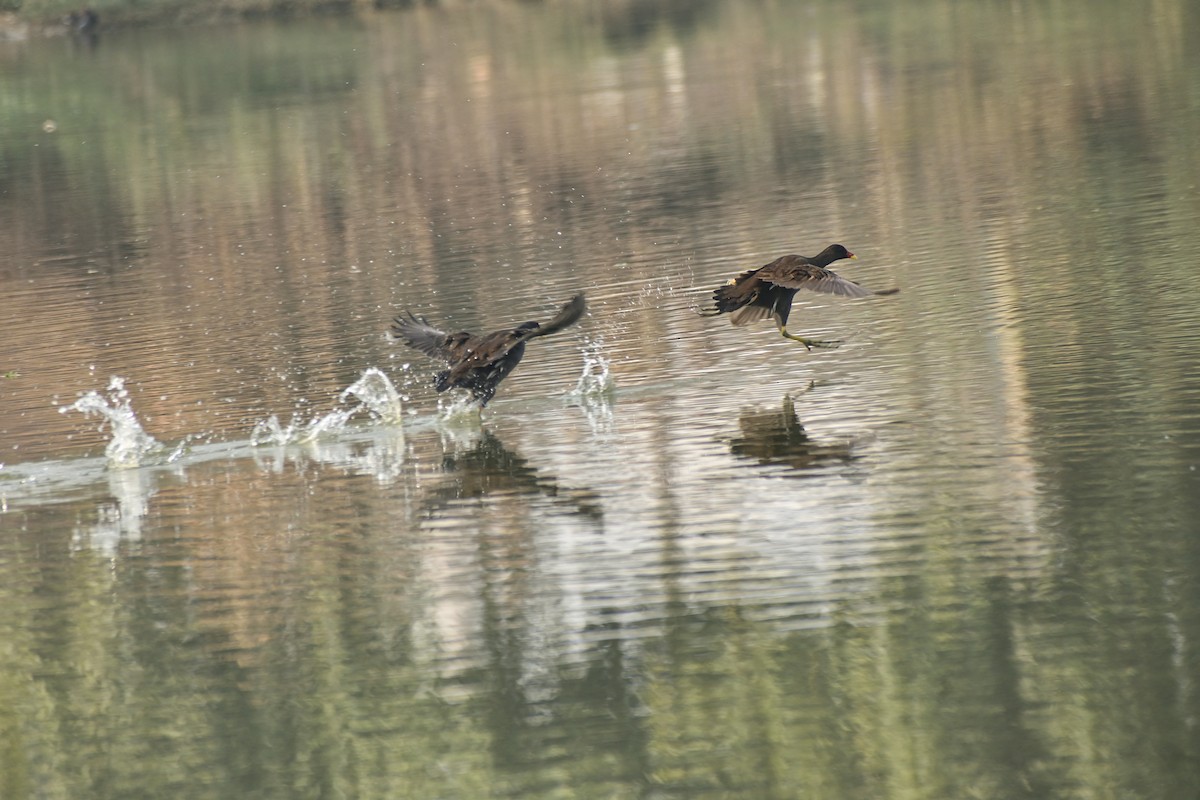 Eurasian Moorhen - ML645874134