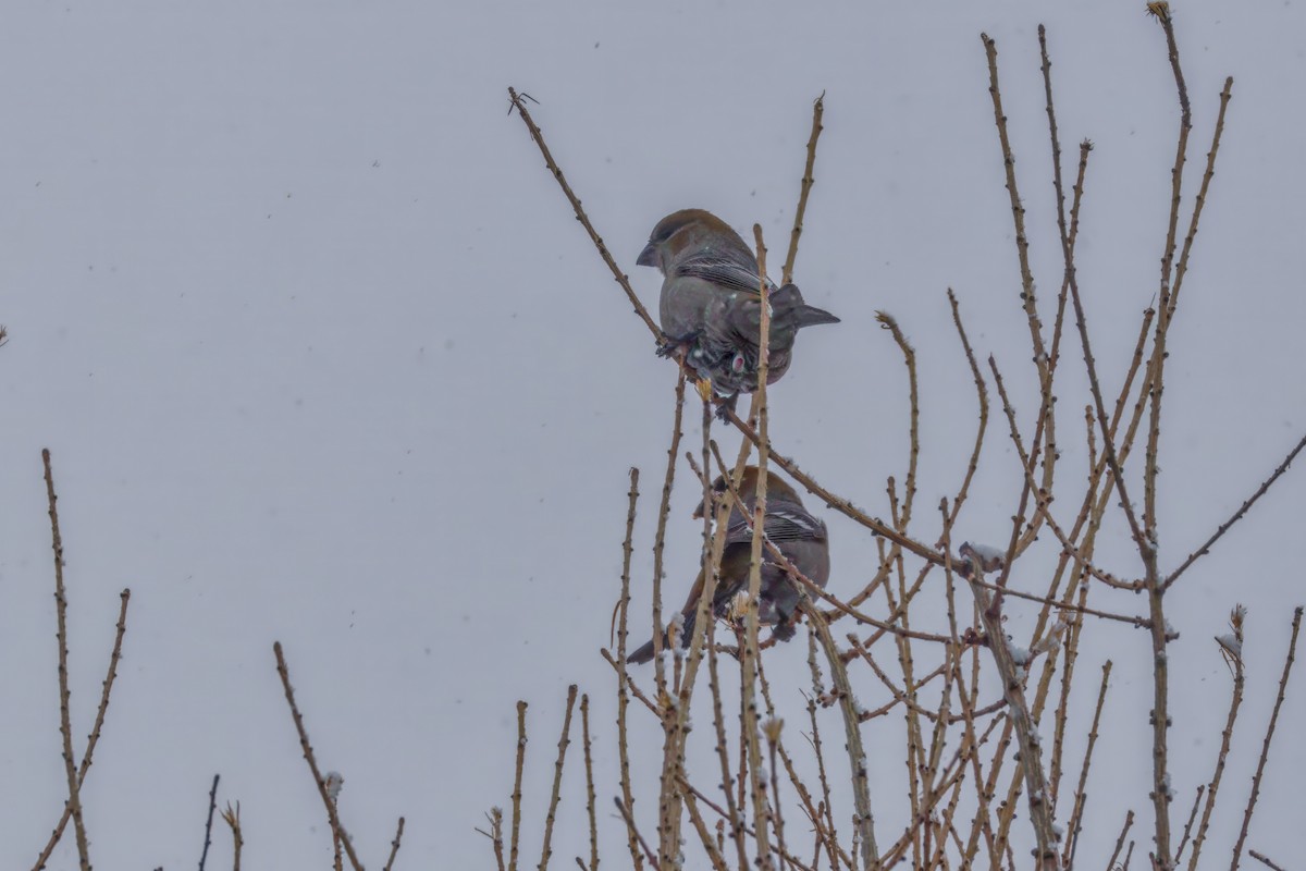 Pinu-gailupa - ML645874153