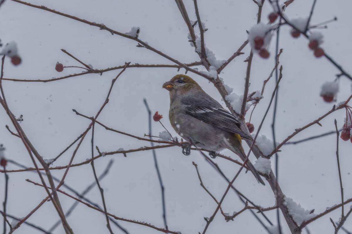 Pinu-gailupa - ML645874154