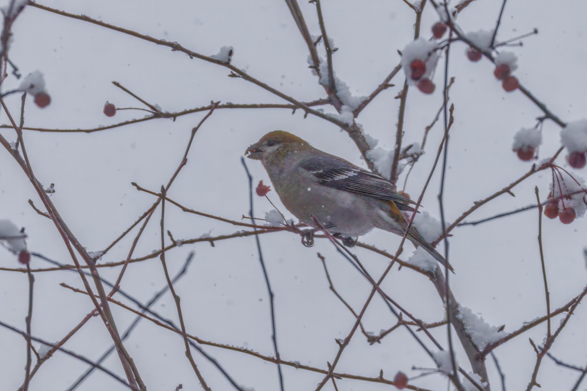 Pinu-gailupa - ML645874155