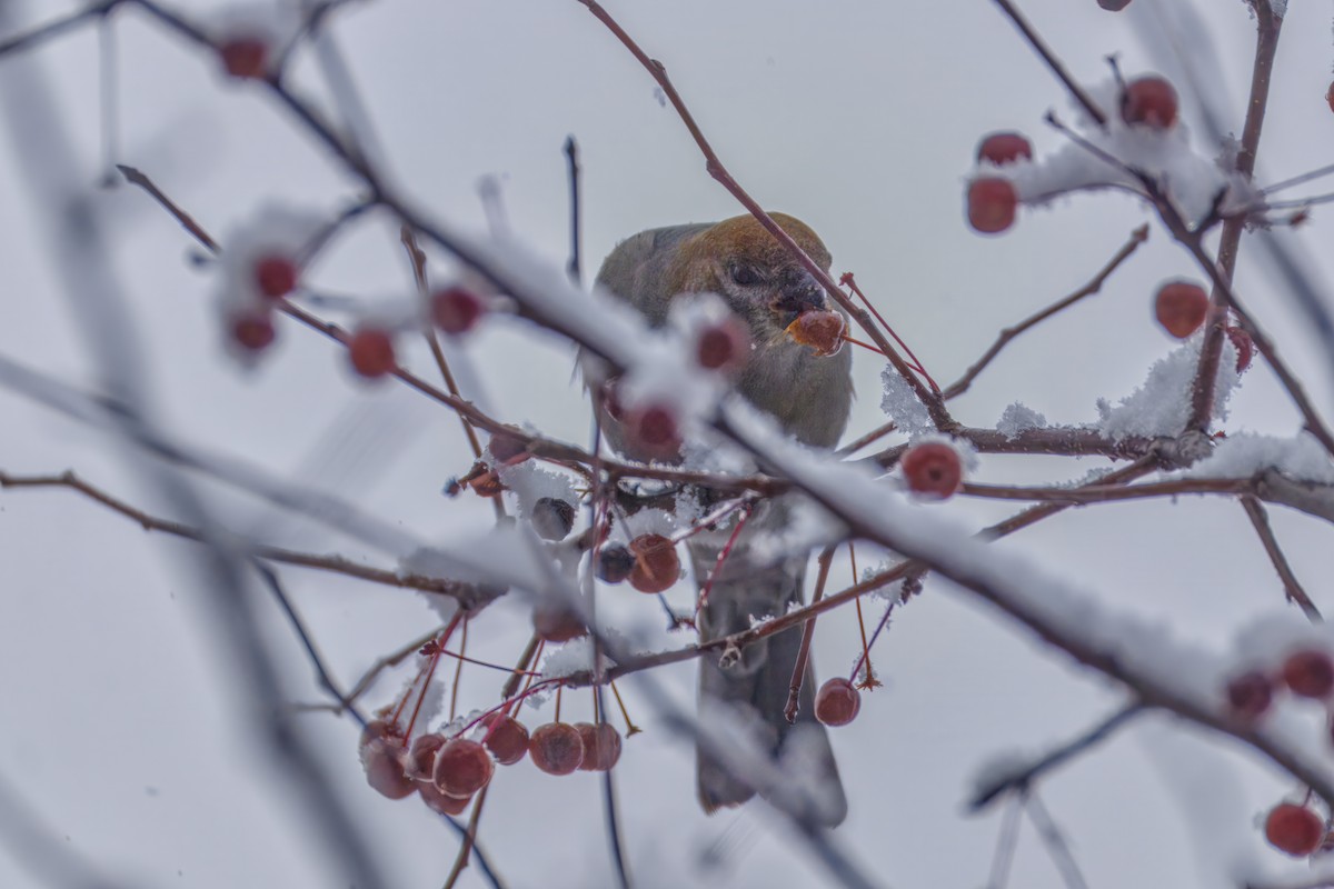 Pinu-gailupa - ML645874156