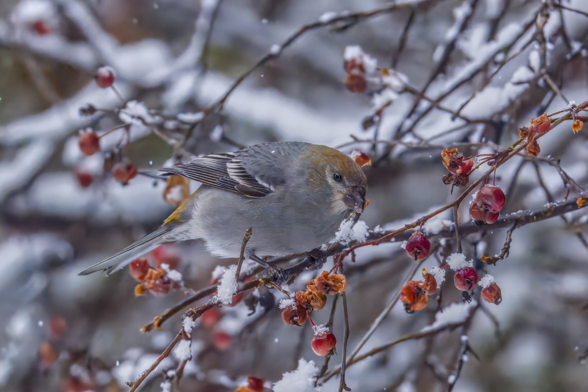 Pinu-gailupa - ML645874157