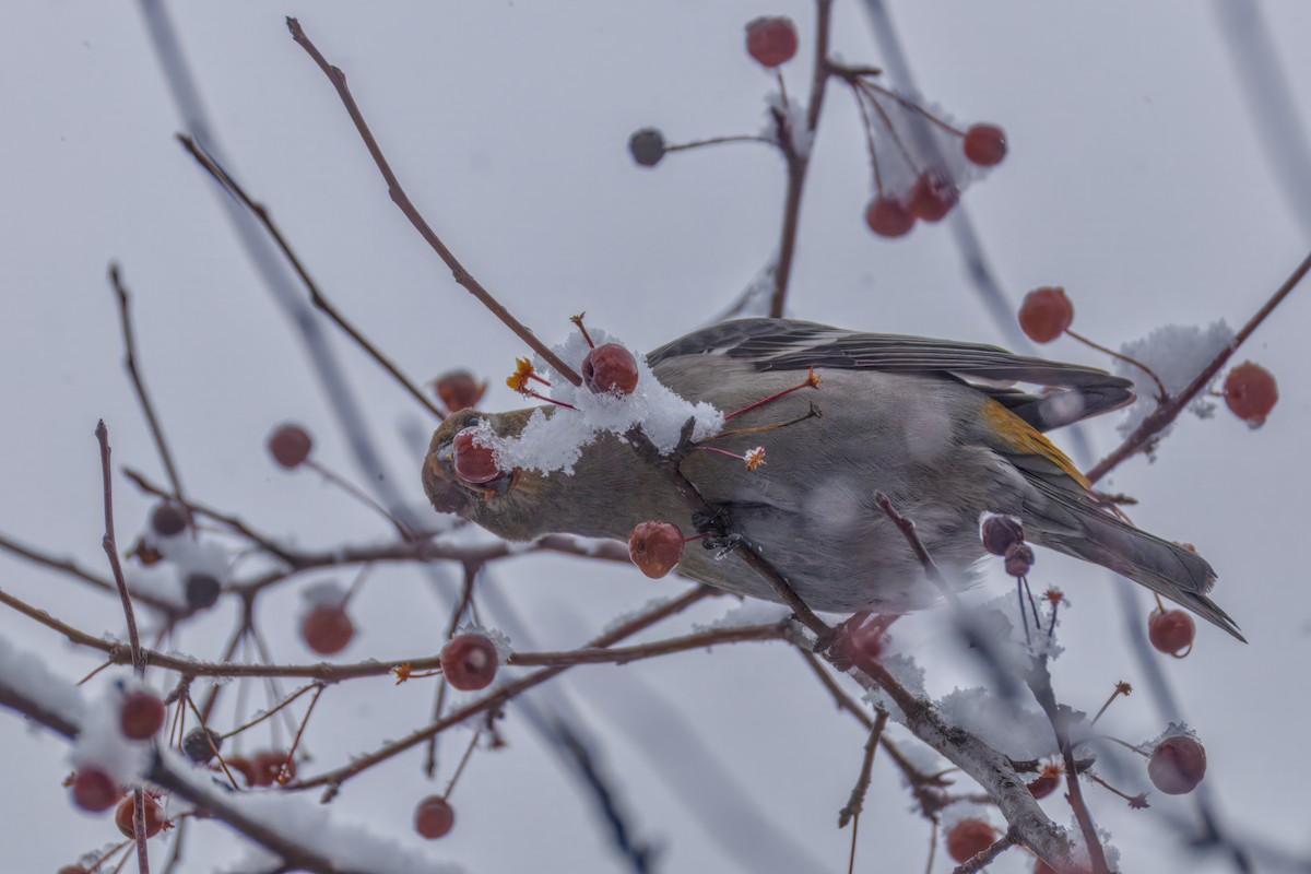 Pinu-gailupa - ML645874158