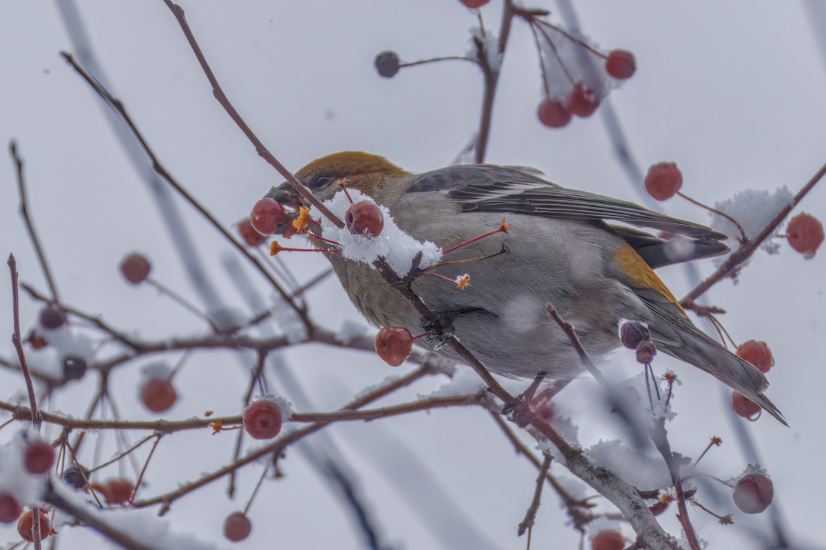 Pinu-gailupa - ML645874159