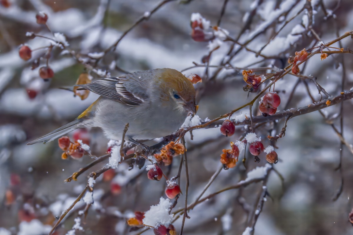 Pinu-gailupa - ML645874160