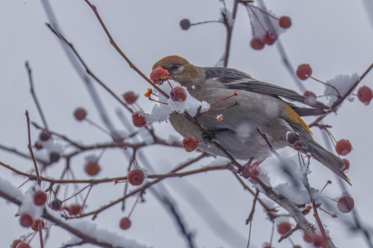 Pinu-gailupa - ML645874161