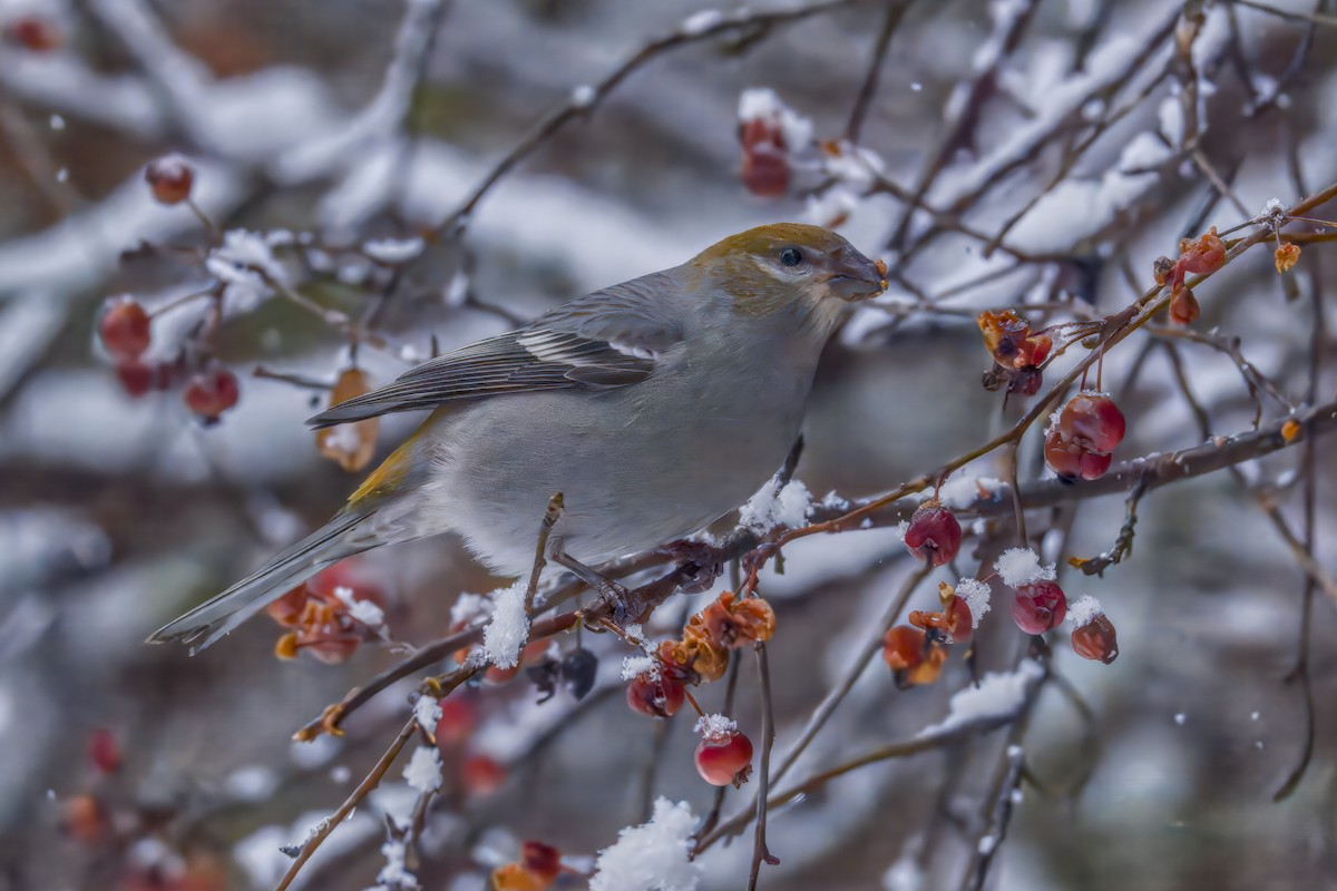 Pinu-gailupa - ML645874162