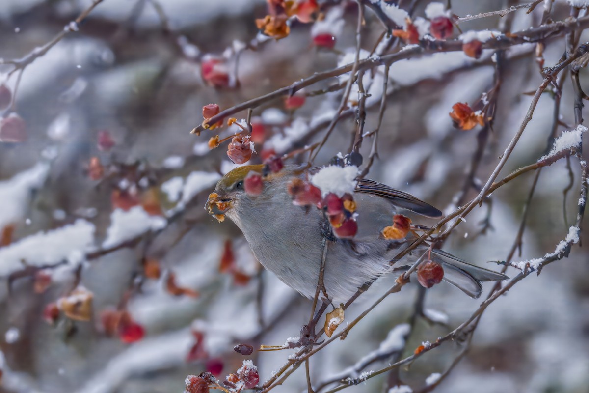 Pinu-gailupa - ML645874163