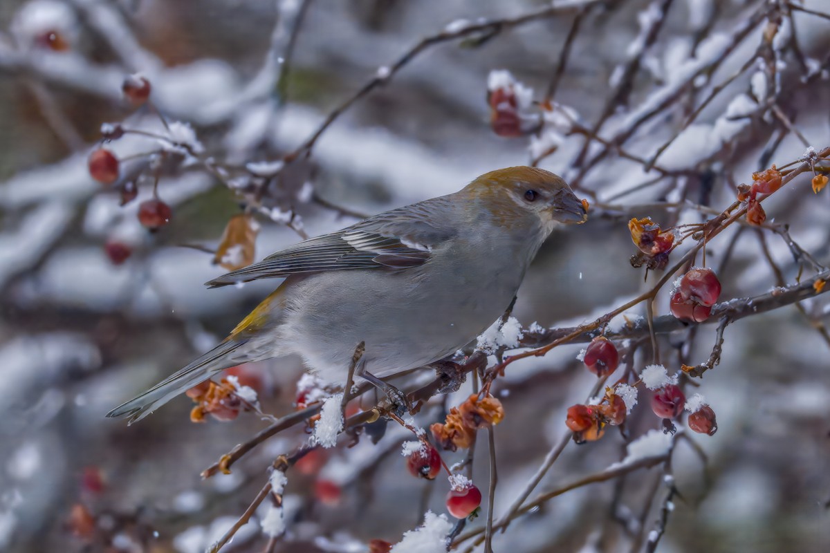 Pinu-gailupa - ML645874164