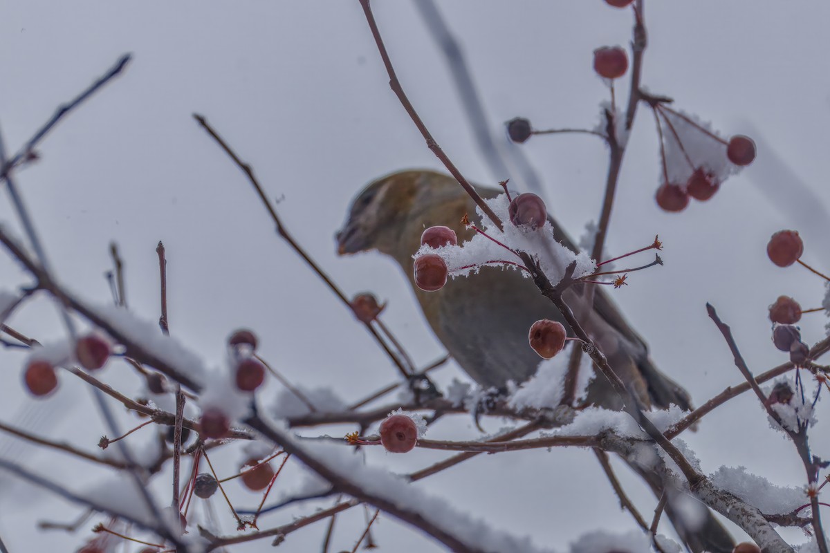 Pinu-gailupa - ML645874165