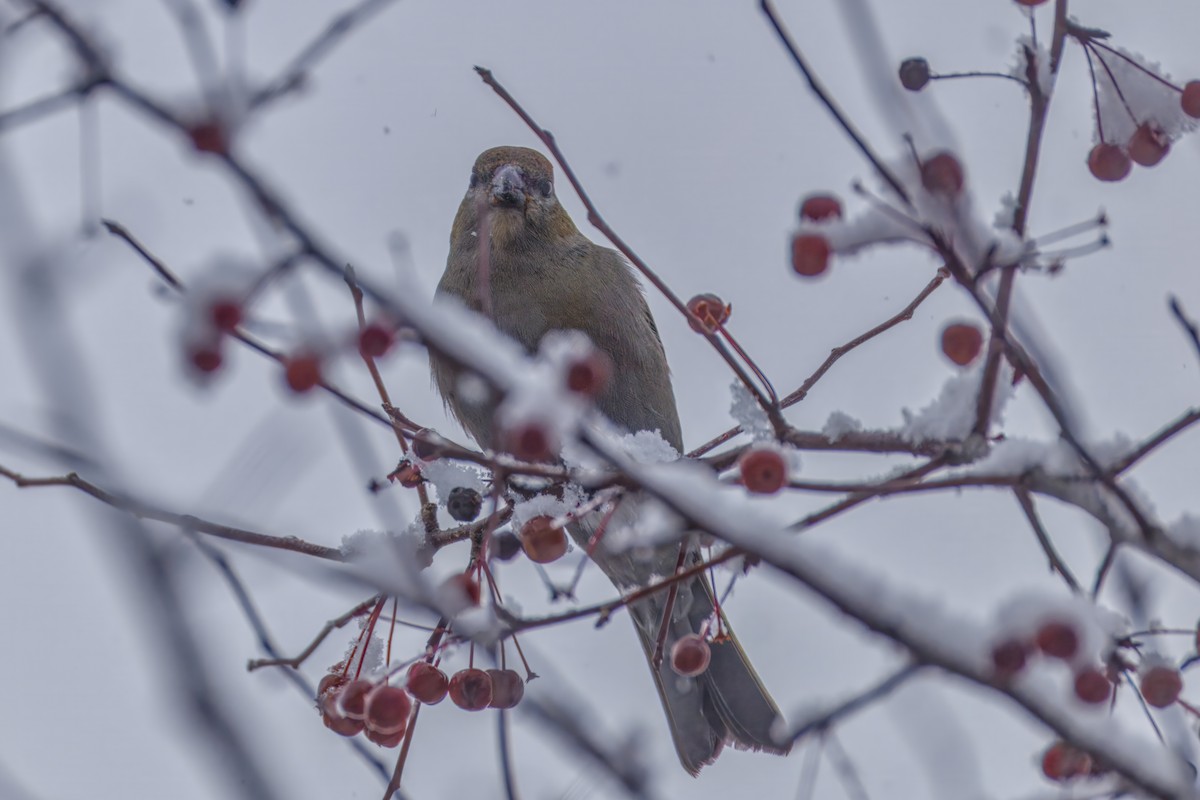 Pinu-gailupa - ML645874166