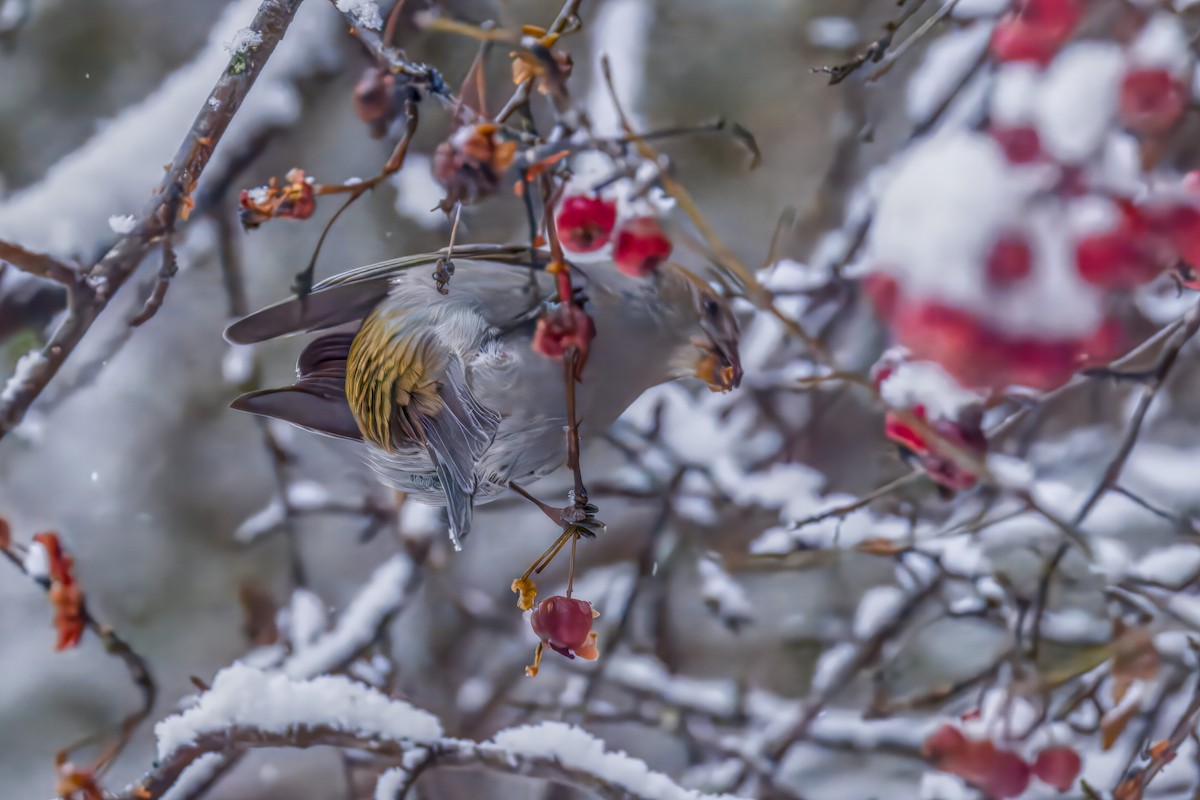 Pinu-gailupa - ML645874167