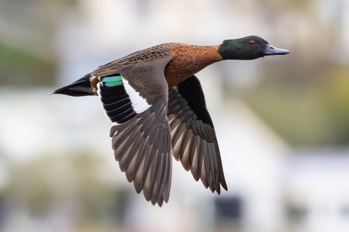 Chestnut Teal - ML645874170
