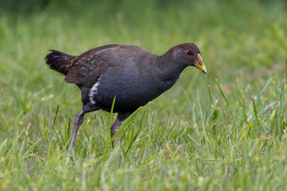 Tasmanian Nativehen - ML645874175