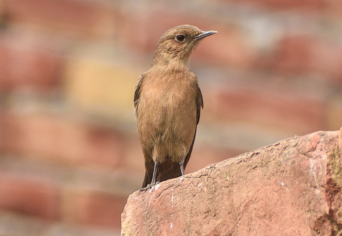 Brown Rock Chat - ML645874185