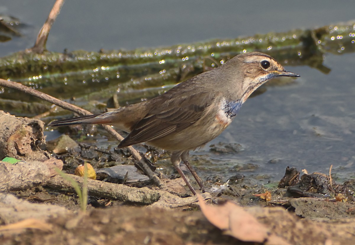 Bluethroat - ML645874201