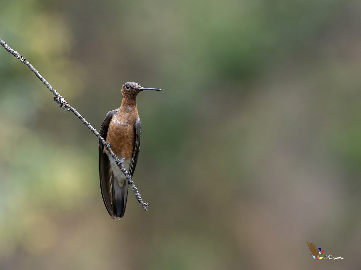 Giant Hummingbird - ML645874208