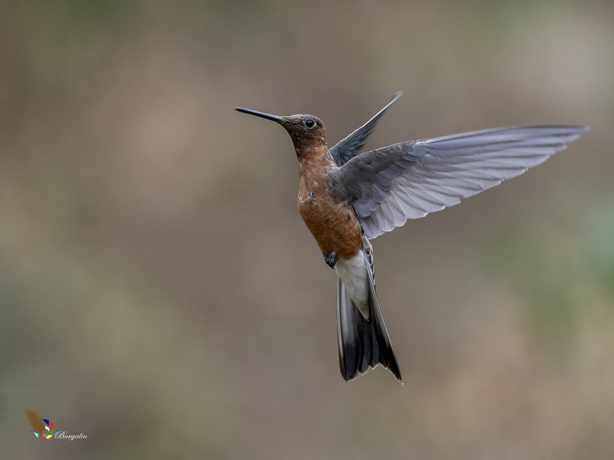 Giant Hummingbird - ML645874209