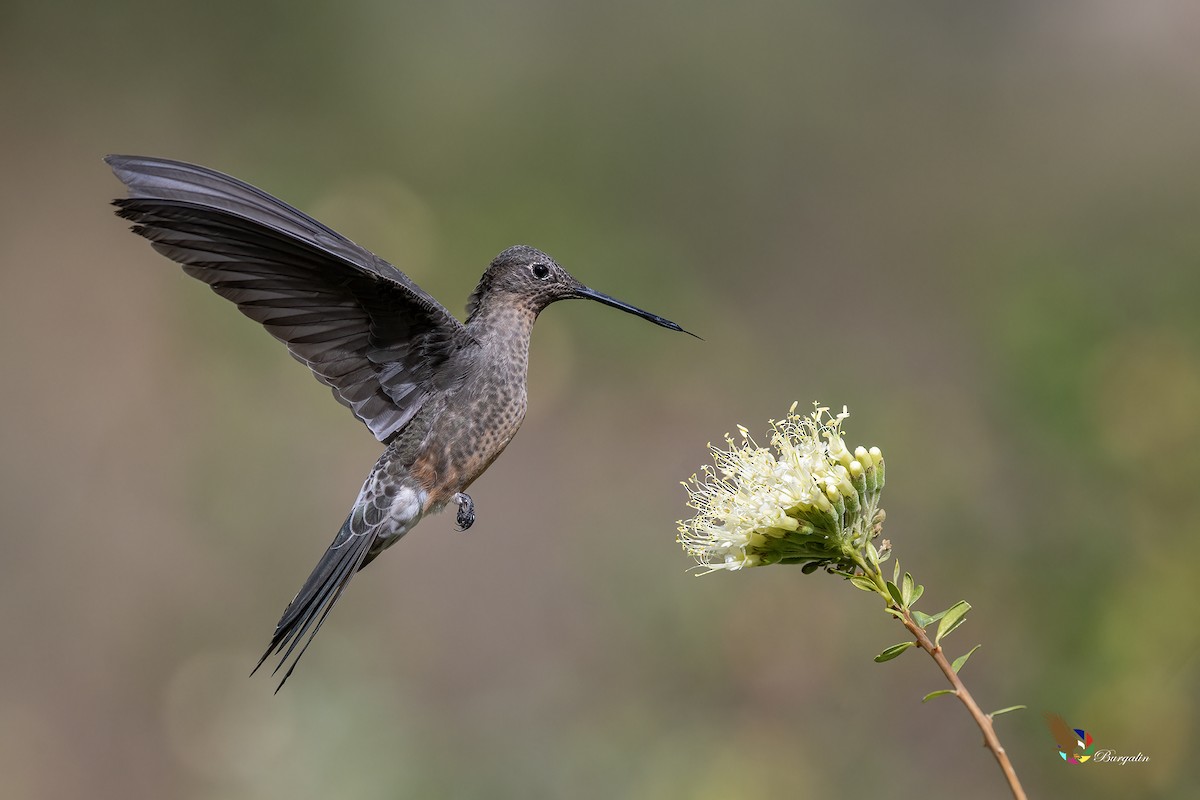 Giant Hummingbird - ML645874210