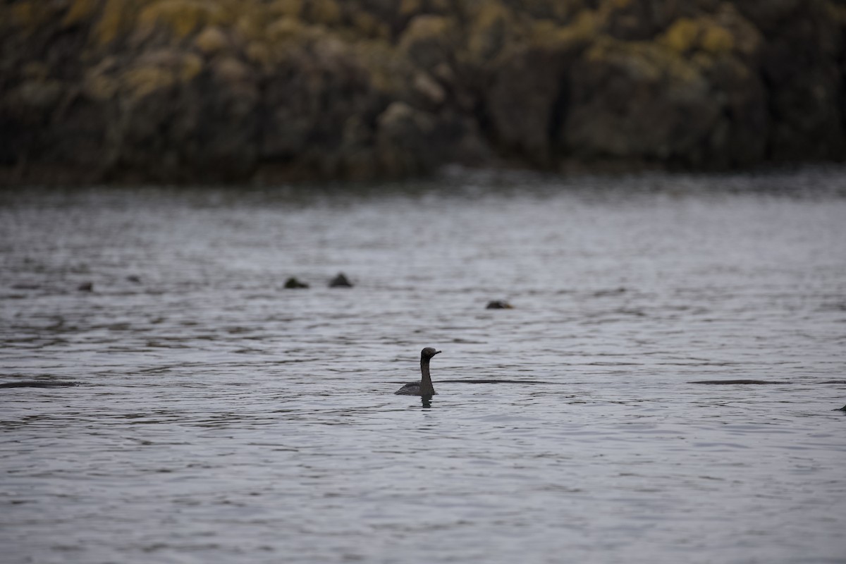 Pelagic Cormorant - ML645874218