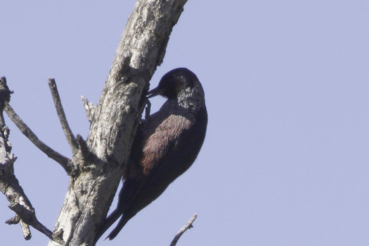 Blutgesichtspecht - ML645874219