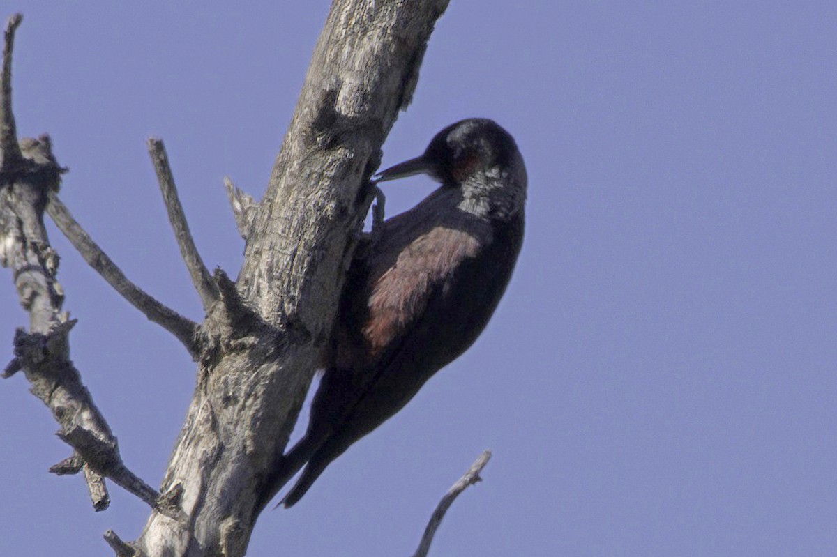 Blutgesichtspecht - ML645874220