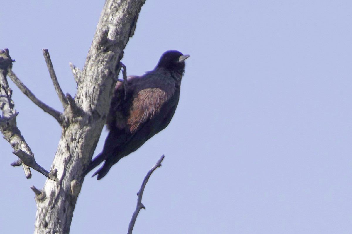 Blutgesichtspecht - ML645874221