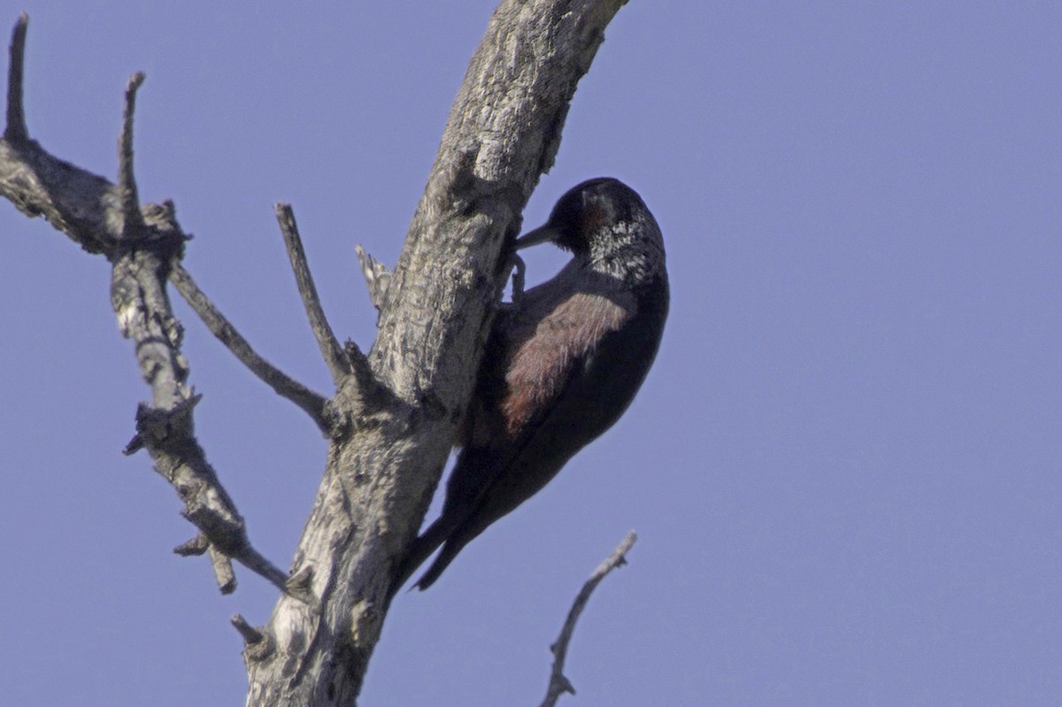 Blutgesichtspecht - ML645874222