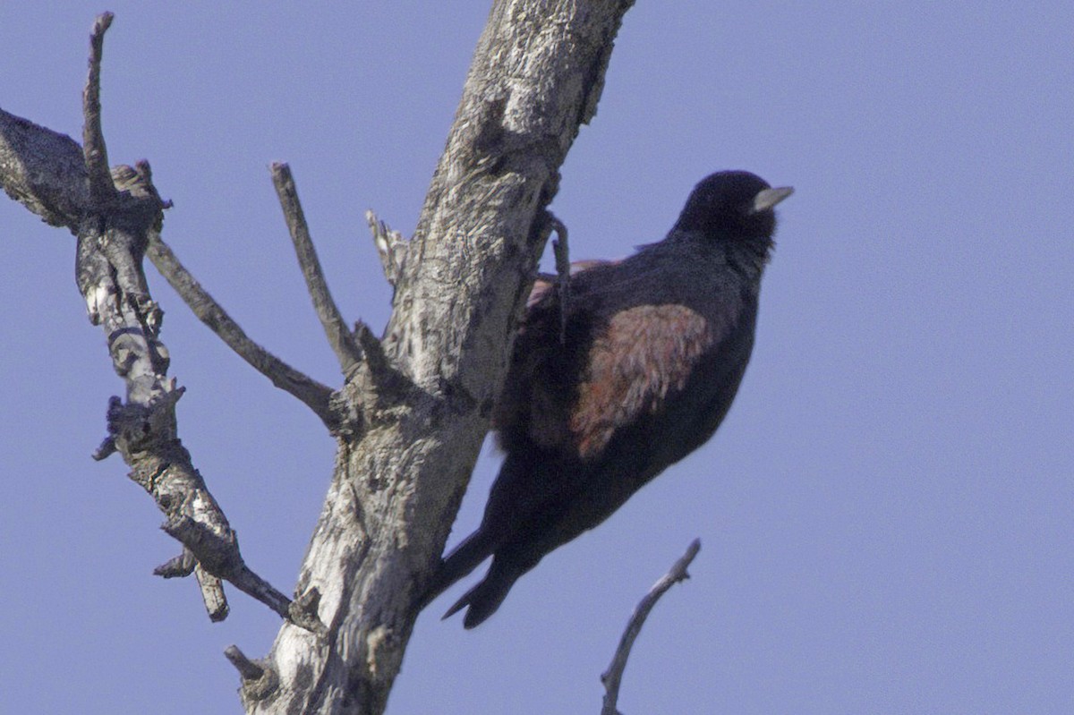 Blutgesichtspecht - ML645874224