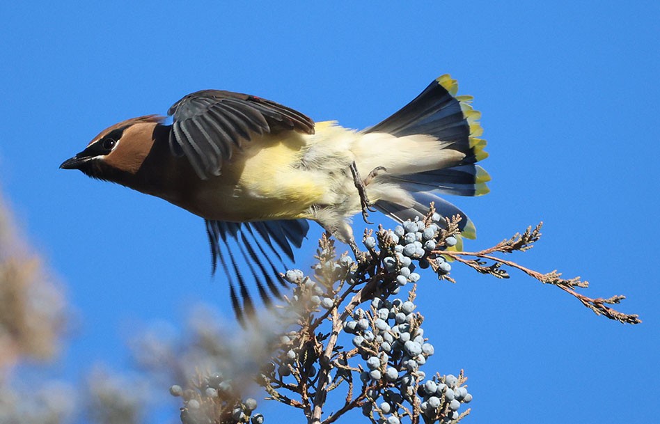 ヒメレンジャク - ML645874246