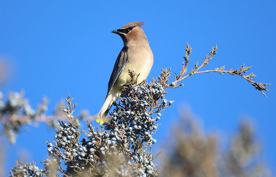 ヒメレンジャク - ML645874247