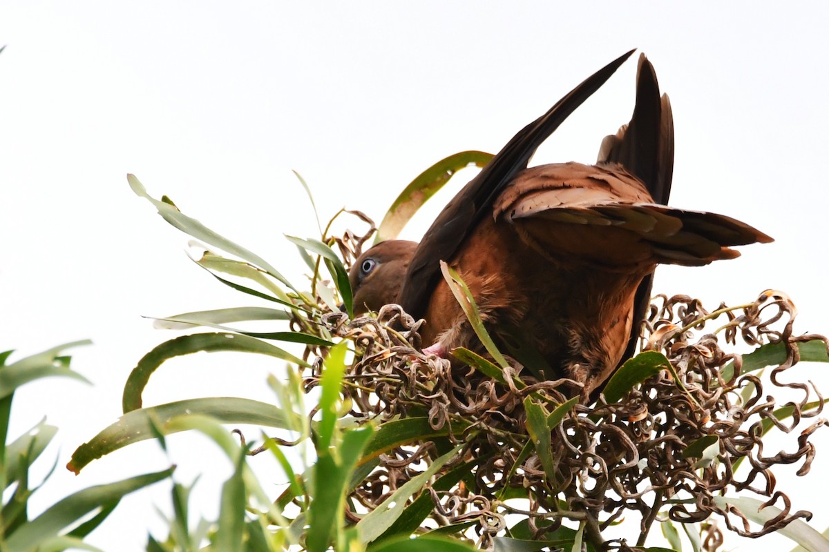 Brown Cuckoo-Dove - ML645874255