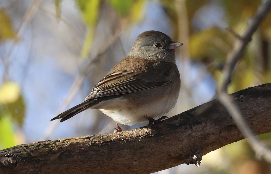 Dark-eyed Junco (Slate-colored) - ML645874257