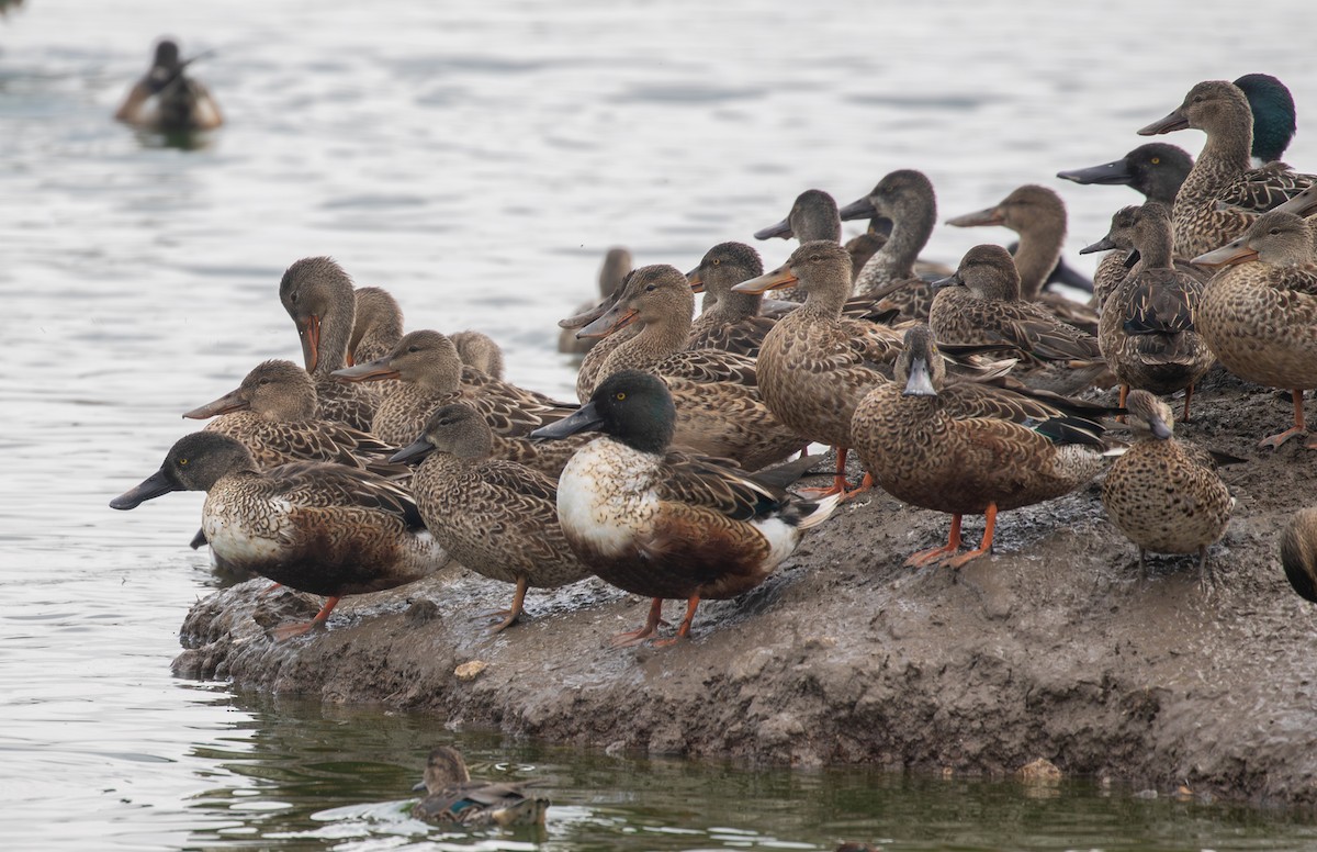 Northern Shoveler - ML645874259