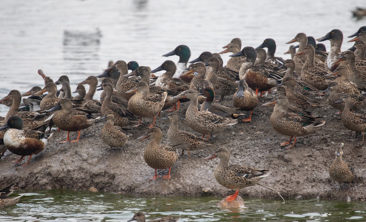 Northern Shoveler - ML645874260