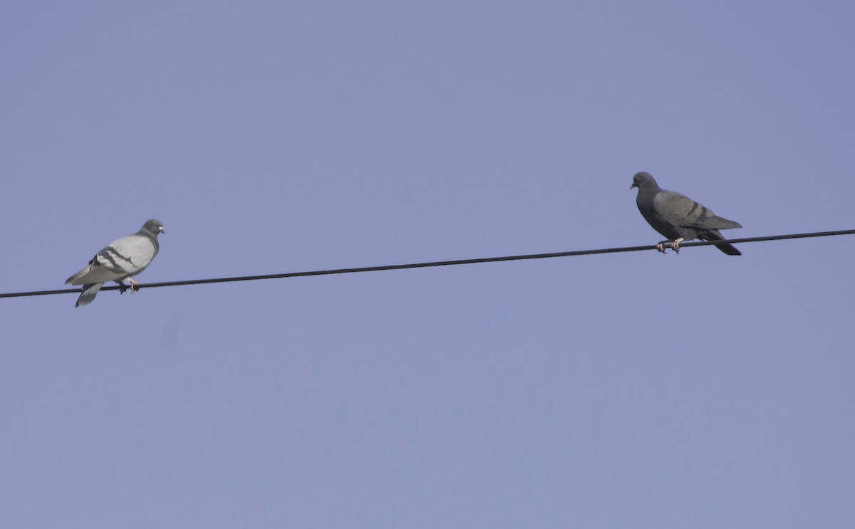 Kaya Güvercini (evcil tip) - ML645874268