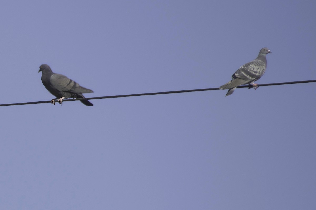 Kaya Güvercini (evcil tip) - ML645874270