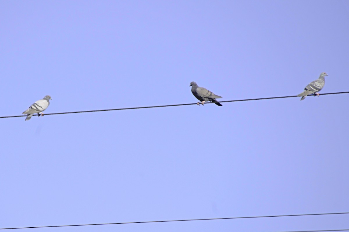 Kaya Güvercini (evcil tip) - ML645874272