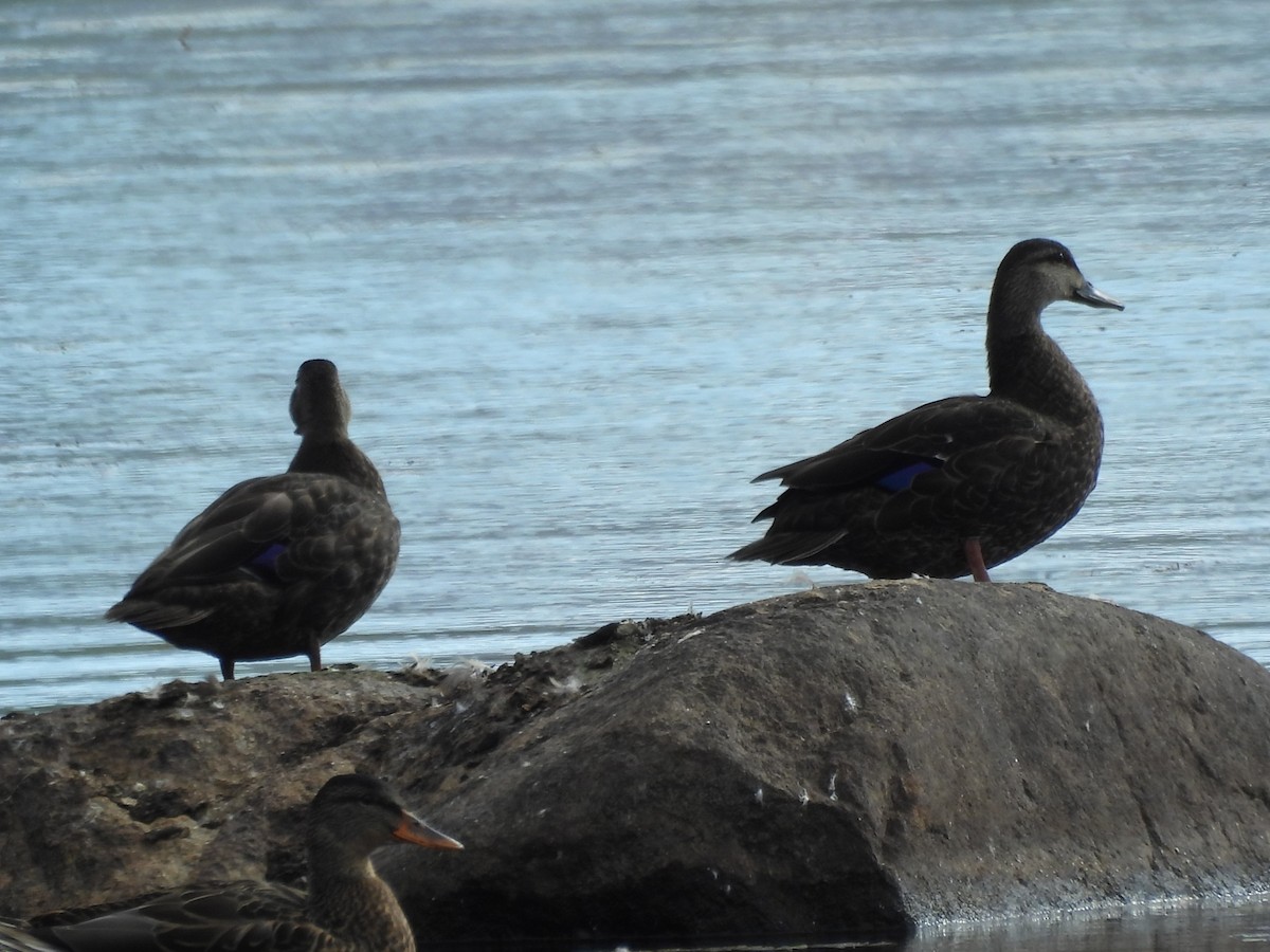 rødfotand - ML645874275