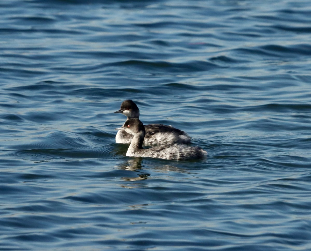 Schwarzhalstaucher - ML645874276